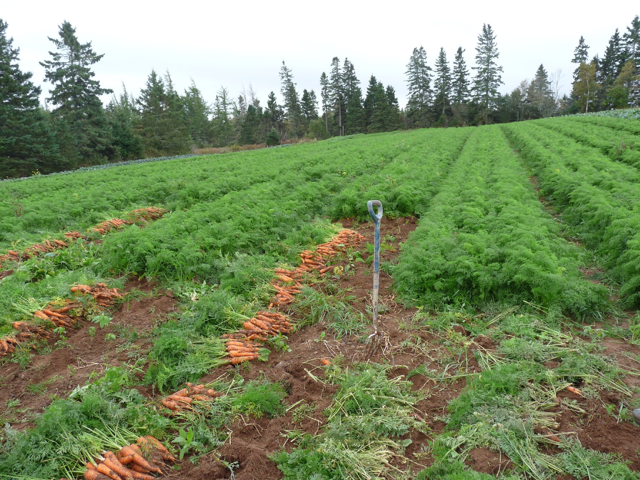 Посевной средней полосы россии. Поле моркови. Морковь на грядке. Плантации моркови. Морковь в огороде.